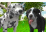 개_시뮬레이터_3D_게임_(DOG_SIMULATOR_3D)_플레이장면