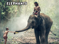 코끼리의_직소_퍼즐_게임_(ANIMALS_JIGSAW_PUZZLE_ELEPHANTS)_플레이장면
